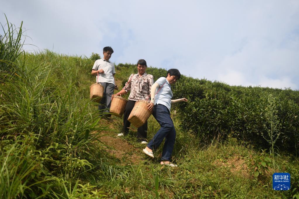 在廣西蒼梧縣六堡鎮(zhèn)山坪村，祝雪蘭（前）和村民采茶后走下茶山（2022年9月22日攝）。新華社記者 陸波岸 攝